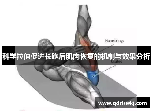 科学拉伸促进长跑后肌肉恢复的机制与效果分析
